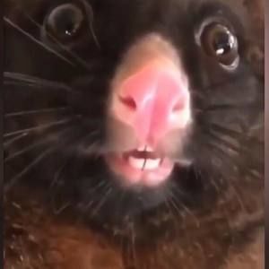 Meet your Posher, Book